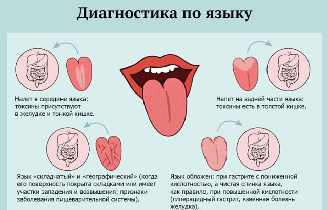 У храпуна язык раздвоился во рту